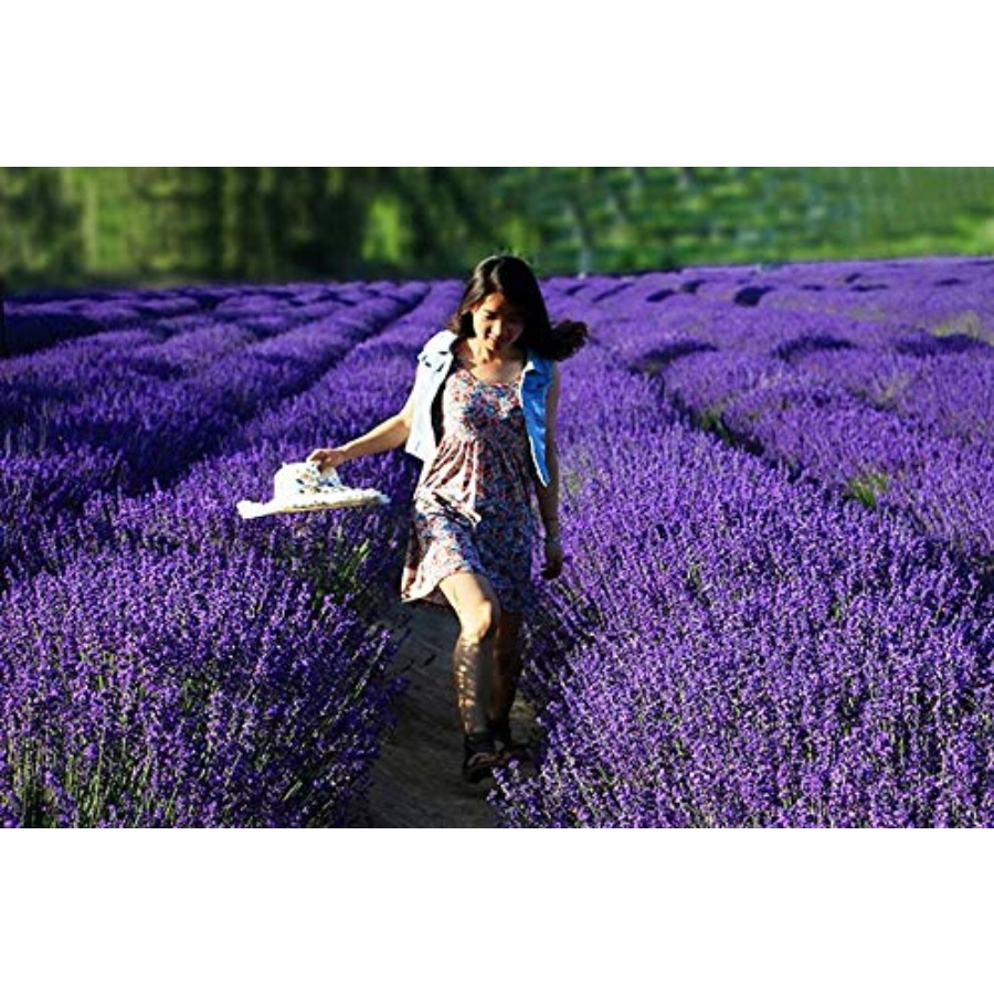 Lavender Sachet Bags, Natural  – Home Fragrance Natural recenzja i cena